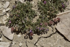 Oxytropis oreophila juniperina