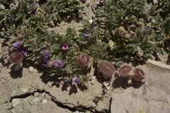 Oxytropis oreophila juniperina