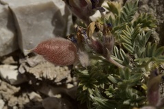 Oxytropis oreophila juniperina