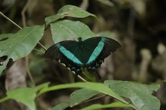 Papilio palinurus