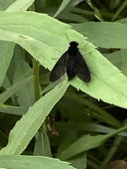 Chrysopilus velutinus