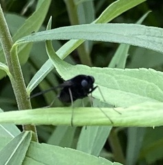 Chrysopilus velutinus