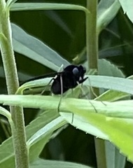 Chrysopilus velutinus