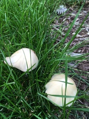 Psathyrellaceae
