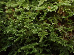 Claopodium bolanderi