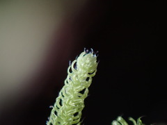 Claopodium bolanderi