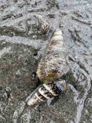 Batillaria attramentaria