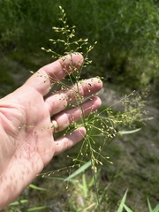 Dichanthelium scabriusculum