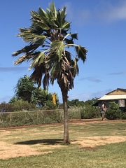 Pritchardia