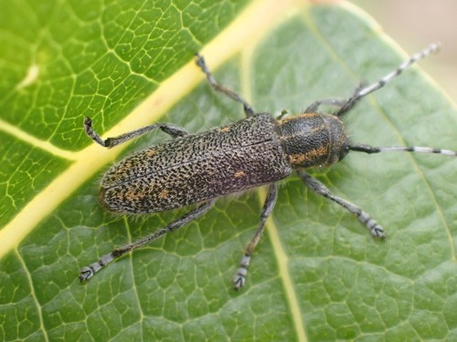 Long-horned beetle