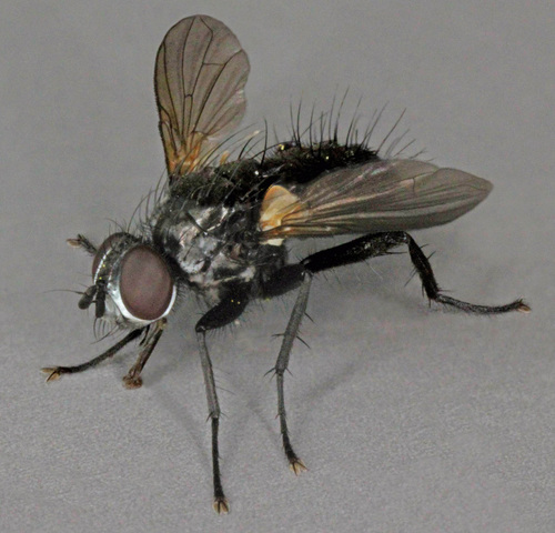 Phania funesta, photo 2 of 10
