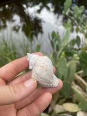 Stramonita canaliculata