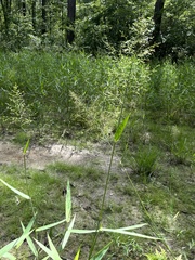 Dichanthelium scabriusculum