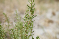 Nitrophila