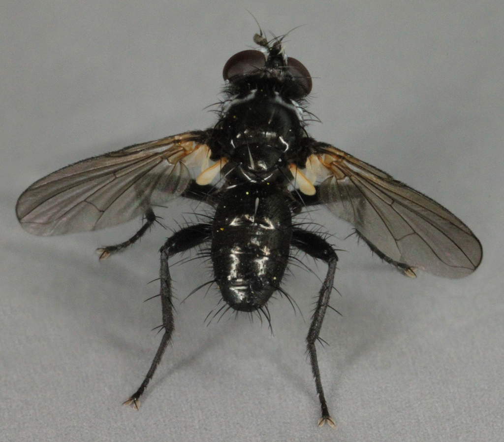 Phania funesta, photo 1 of 10