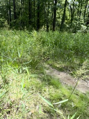 Dichanthelium scabriusculum