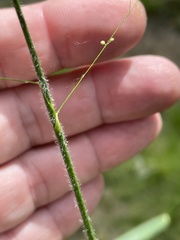 Dichanthelium scabriusculum