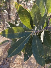 Quercus hypoleucoides