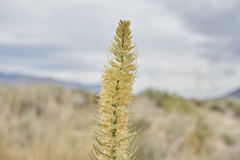 Thelypodium crispum