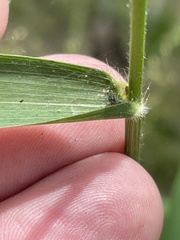 Dichanthelium scabriusculum