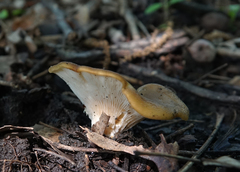 Hohenbuehelia petaloides