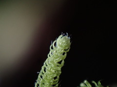 Claopodium bolanderi