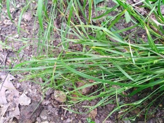 Carex planispicata
