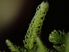 Claopodium bolanderi