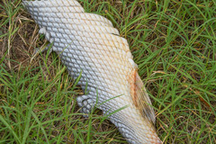 Lepisosteus oculatus
