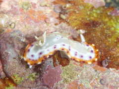 Goniobranchus decorus