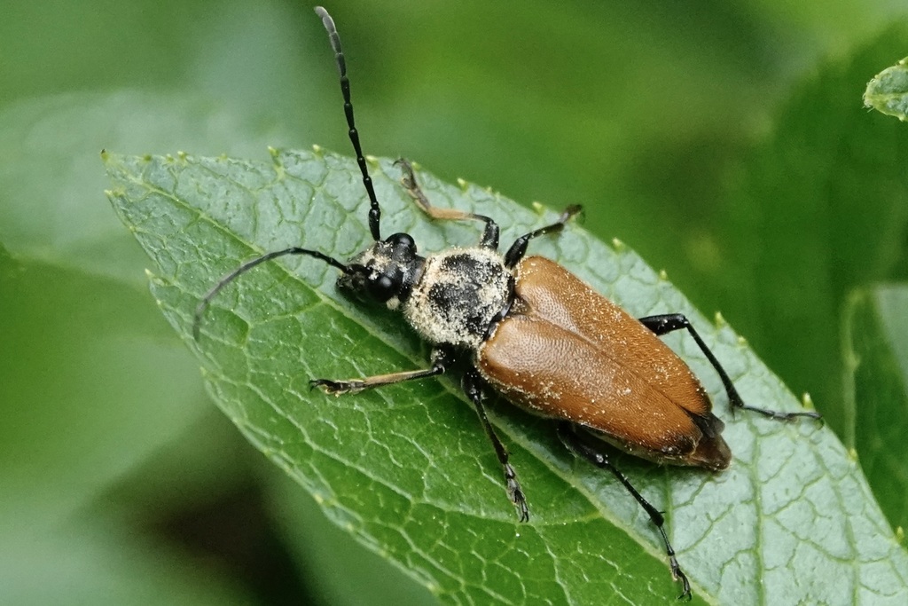 Proximal Long-horned Beetle