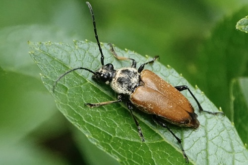 Proximal Long-horned Beetle