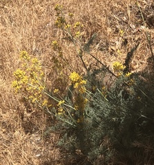 Ehrendorferia chrysantha