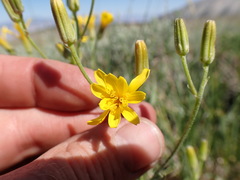 Crepis intermedia