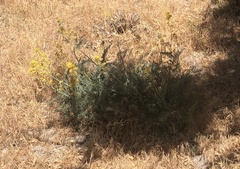 Ehrendorferia chrysantha