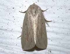 Amolita obliqua