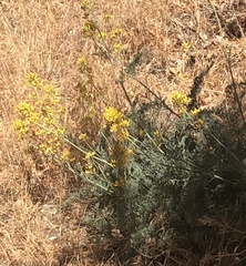 Ehrendorferia chrysantha