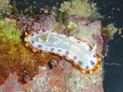Goniobranchus decorus