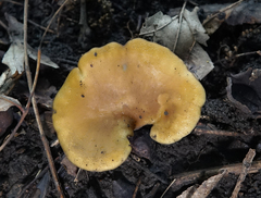 Hohenbuehelia petaloides