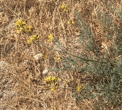 Ehrendorferia chrysantha