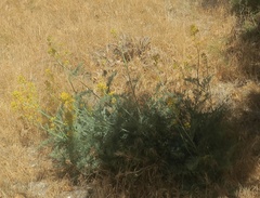 Ehrendorferia chrysantha