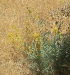 Ehrendorferia chrysantha