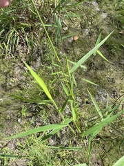 Dichanthelium scabriusculum