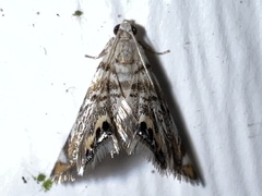 Eoparargyractis irroratalis