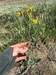 Crepis intermedia