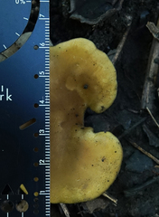 Hohenbuehelia petaloides