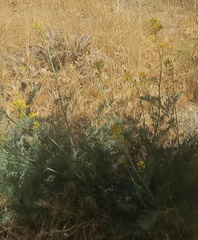 Ehrendorferia chrysantha