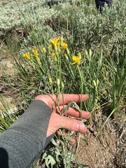 Crepis intermedia