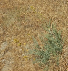 Ehrendorferia chrysantha