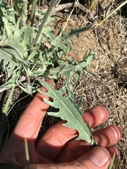 Crepis intermedia